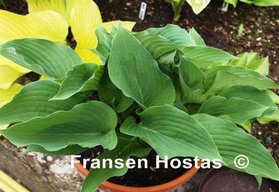 Hosta Goldbrook Genie